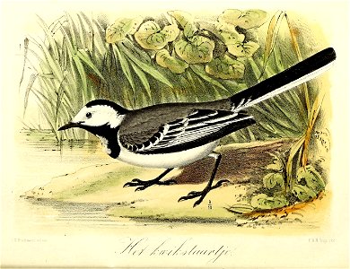 Keulemans Onze vogels 1 25