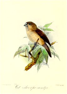 Keulemans Onze vogels 3 46