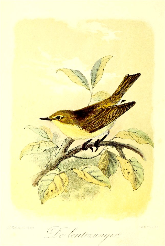Keulemans Onze vogels 2 29