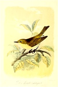 Keulemans Onze vogels 2 29
