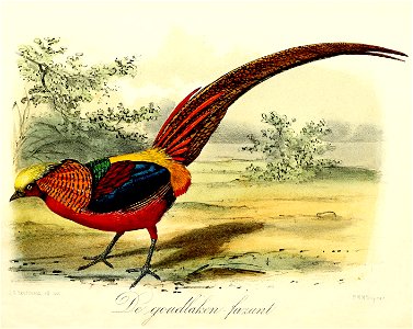 Keulemans Onze vogels 1 55