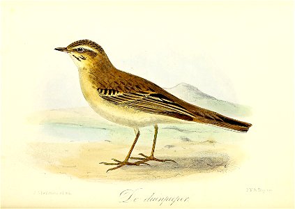 Keulemans Onze vogels 3 29