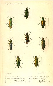 Kerremans.Monographie.des.Buprestides.21