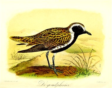 Keulemans Onze vogels 2 65