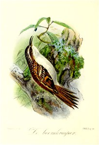Keulemans Onze vogels 3 18