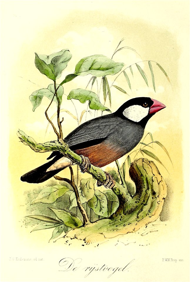 Keulemans Onze vogels 1 44