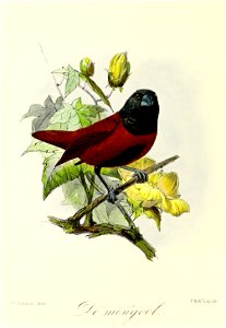 Keulemans Onze vogels 3 48