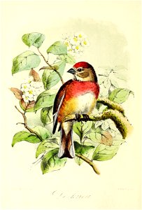 Keulemans Onze vogels 2 45