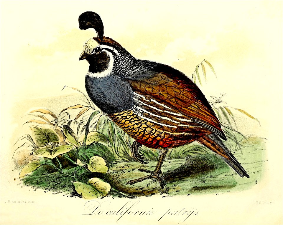 Keulemans Onze vogels 1 52