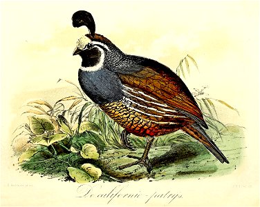 Keulemans Onze vogels 1 52