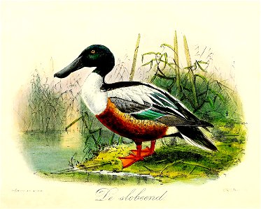 Keulemans Onze vogels 3 58