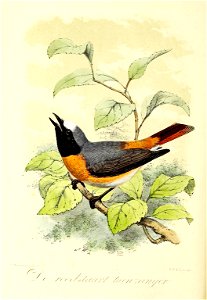 Keulemans Onze vogels 2 24
