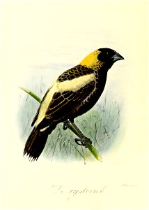 Keulemans Onze vogels 3 35