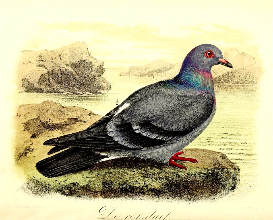 Keulemans Onze vogels 2 55