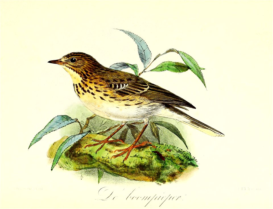 Keulemans Onze vogels 2 32