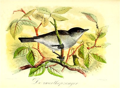 Keulemans Onze vogels 2 26