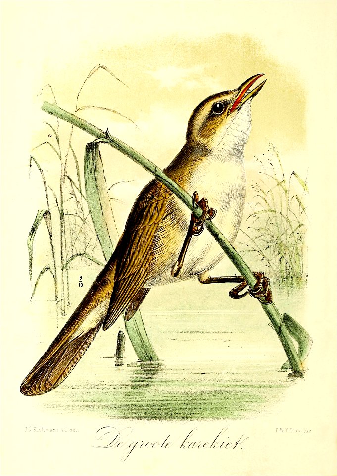 Keulemans Onze vogels 2 20