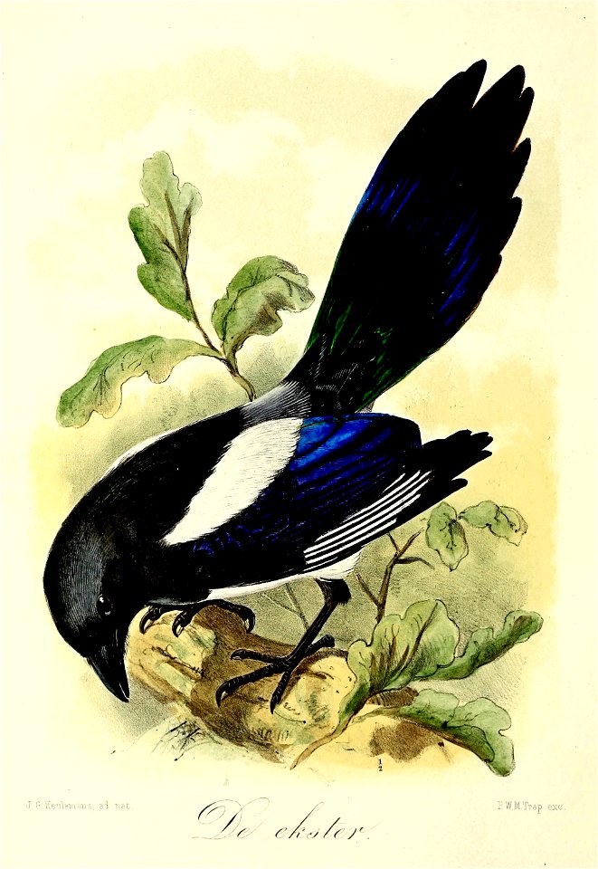 Keulemans Onze vogels 1 08
