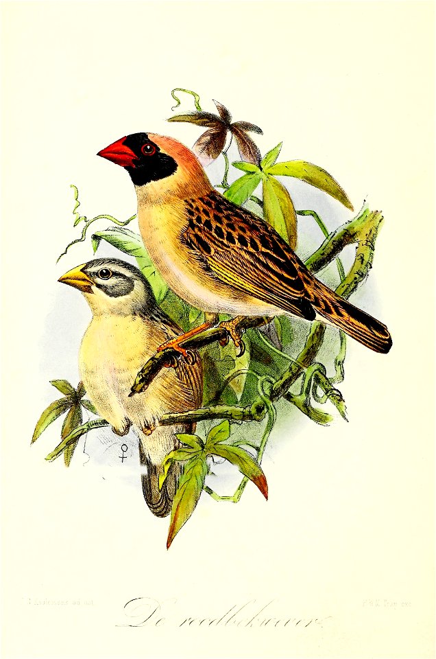 Keulemans Onze vogels 2 50