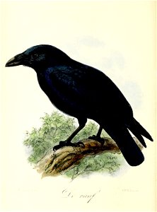 Keulemans Onze vogels 3 13