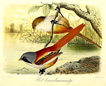 Keulemans Onze vogels 1 16