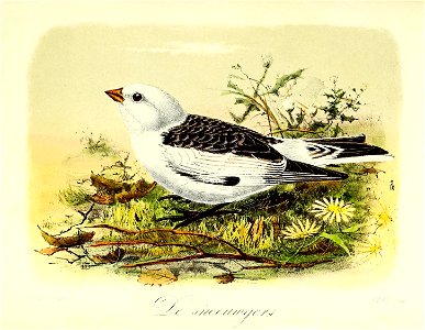 Keulemans Onze vogels 2 36