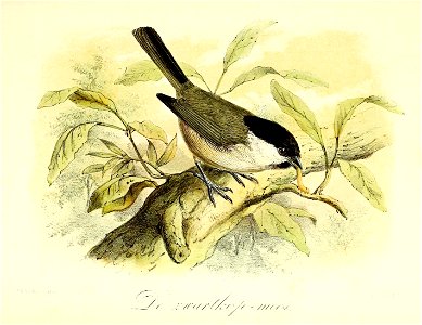 Keulemans Onze vogels 2 12