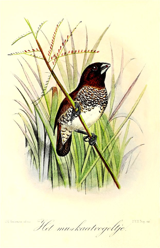 Keulemans Onze vogels 2 53
