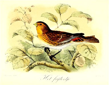 Keulemans Onze vogels 2 44