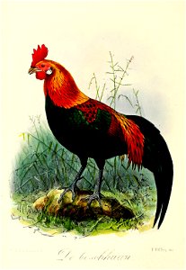 Keulemans Onze vogels 3 55