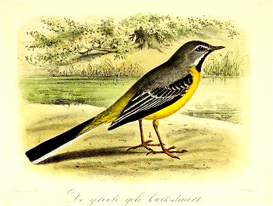 Keulemans Onze vogels 2 33