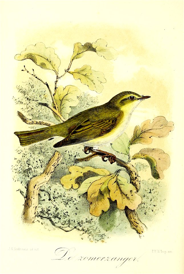 Keulemans Onze vogels 2 28