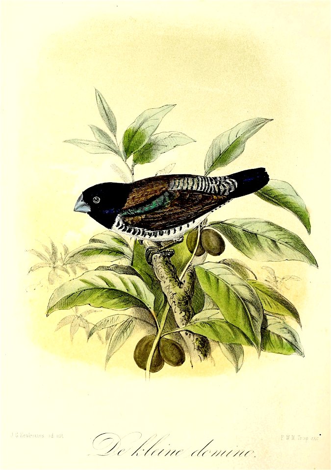 Keulemans Onze vogels 1 43