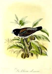 Keulemans Onze vogels 1 43