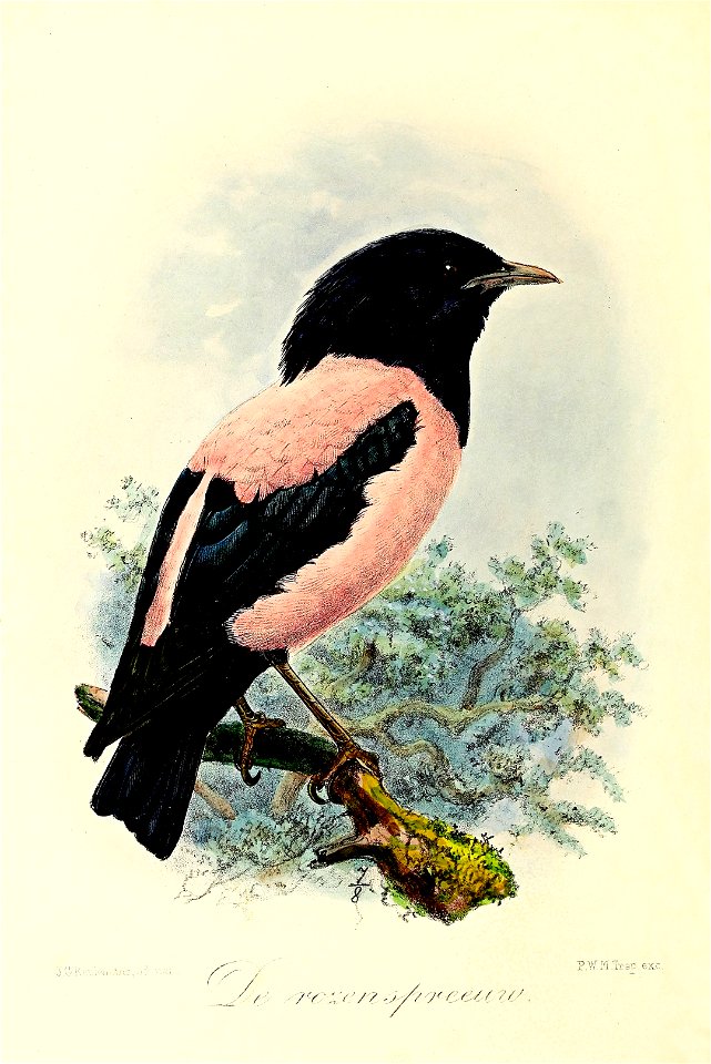 Keulemans Onze vogels 3 32