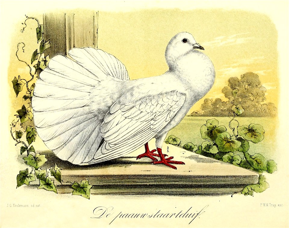 Keulemans Onze vogels 1 51