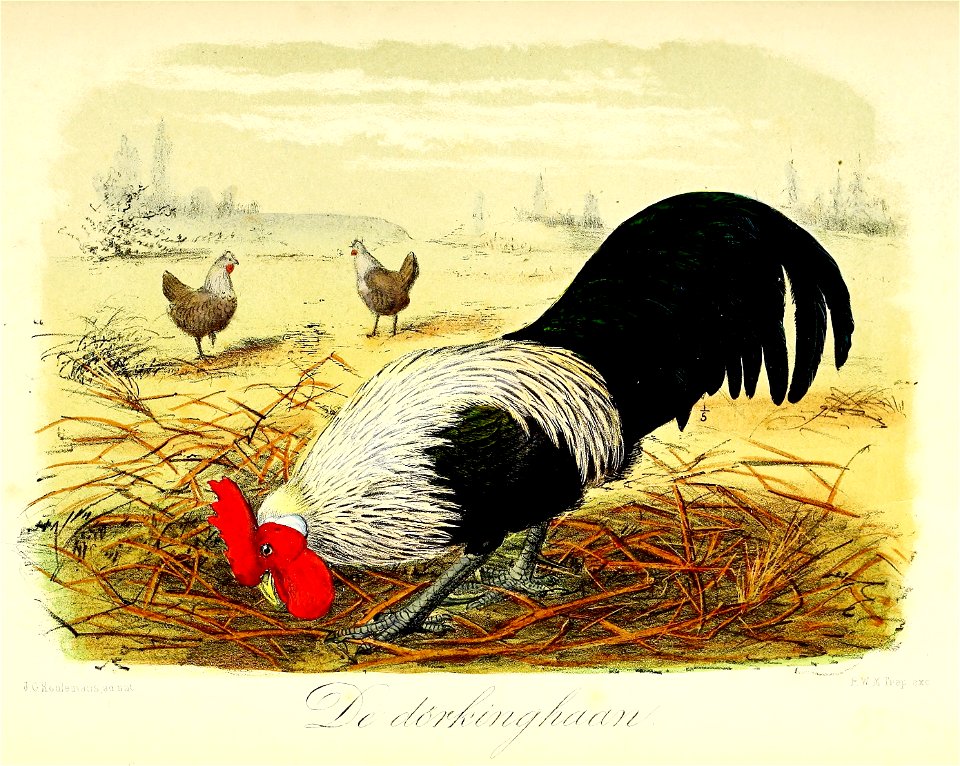 Keulemans Onze vogels 2 63