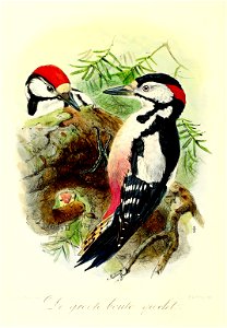 Keulemans Onze vogels 3 16