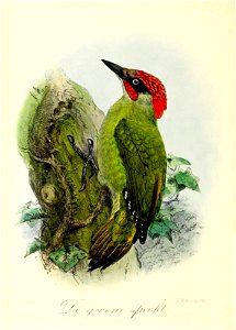 Keulemans Onze vogels 3 17