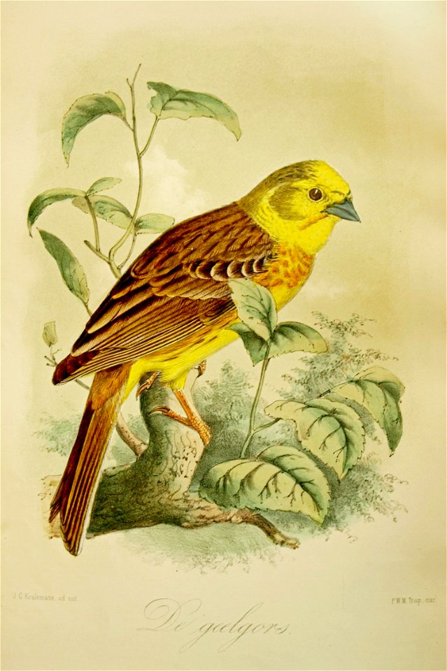 Keulemans Onze vogels 1 30