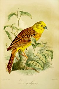 Keulemans Onze vogels 1 30