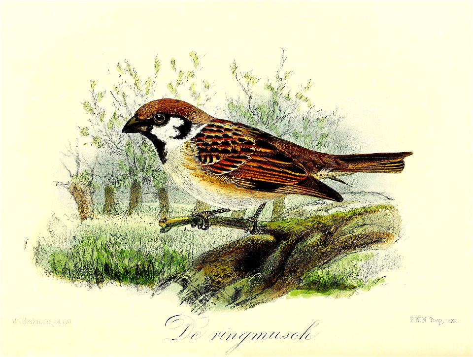 Keulemans Onze vogels 3 51
