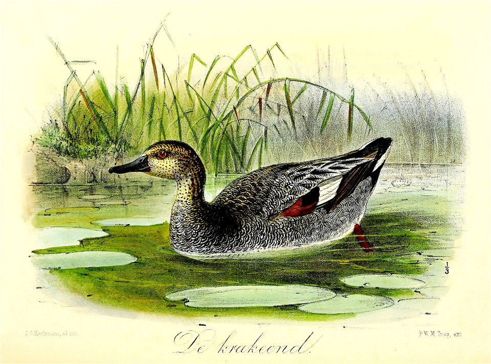 Keulemans Onze vogels 3 59