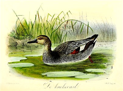 Keulemans Onze vogels 3 59