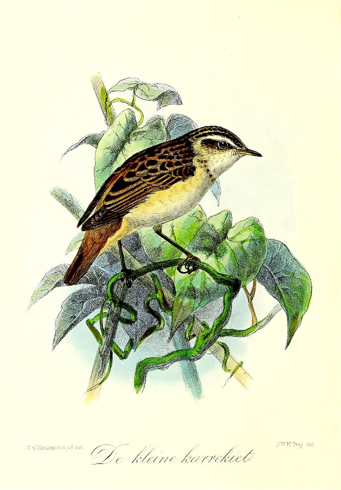 Keulemans Onze vogels 3 24