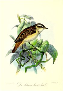 Keulemans Onze vogels 3 24