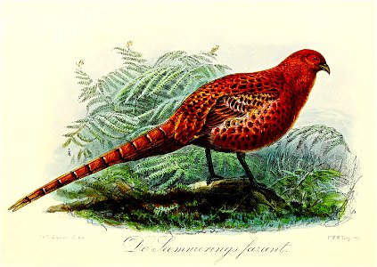 Keulemans Onze vogels 3 53