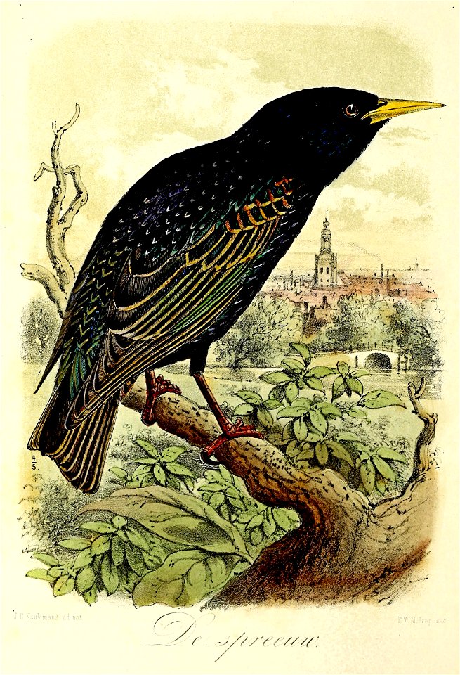 Keulemans Onze vogels 1 29