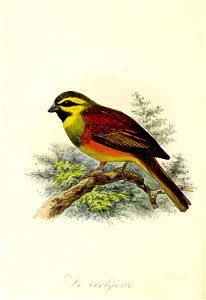 Keulemans Onze vogels 2 40