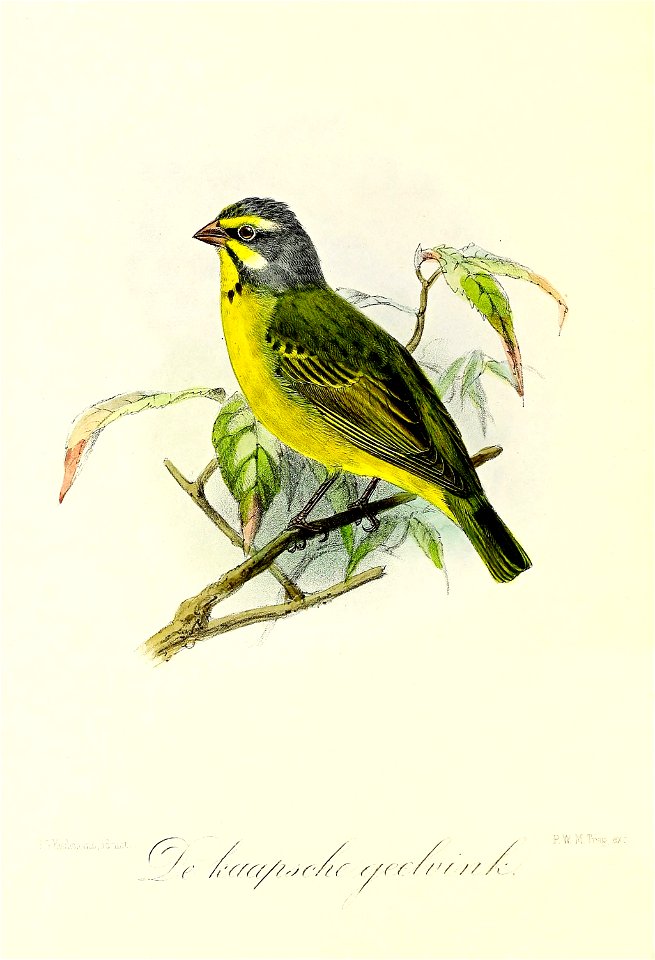 Keulemans Onze vogels 3 41